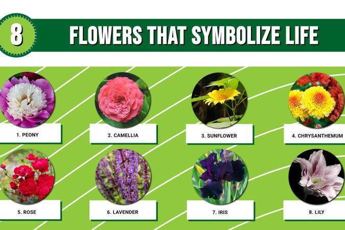 Flowers and their denotation in your Life