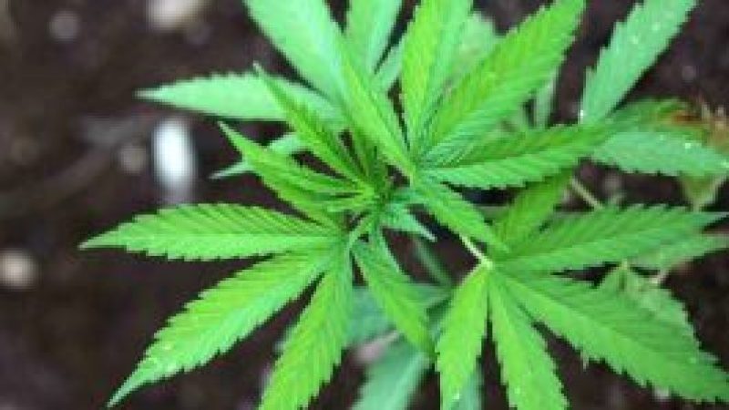 Understanding the Genetic of Cannabis