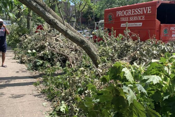 Progressive Tree Service: The Best Tree Care Service in Chicago and Evanston