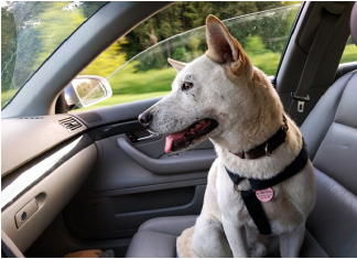 3 Pet-Friendly Travel Ideas