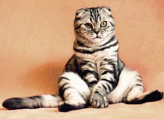 Factors You Ought To Embrace A Cat