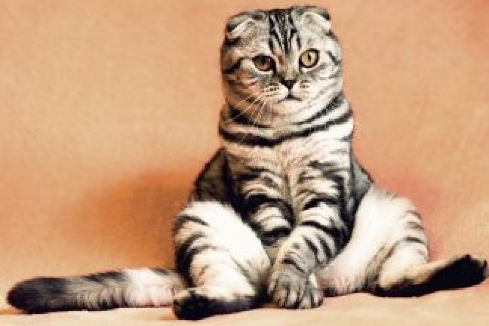 Reasons-You-Should-Adopt-A-Cat2