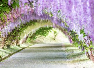 10 Best Flowers for the 2021 Winter Season