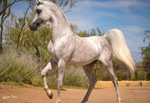 Arabian Horse