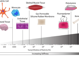 Why Scaffold Stiffness Is Important For 3d Cell Culture
