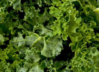 Spotlight: 10 brain-boosting foods you should try right now