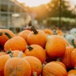 pumpkin-patch